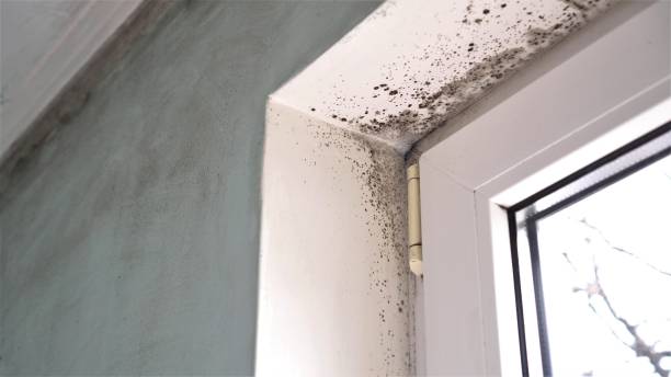 Best Post-Flood Mold Remediation in Bull Valley, IL