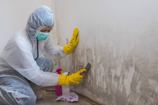Best Black Mold Remediation in Bull Valley, IL