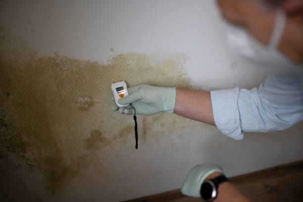 Best Residential Mold Remediation in Bull Valley, IL