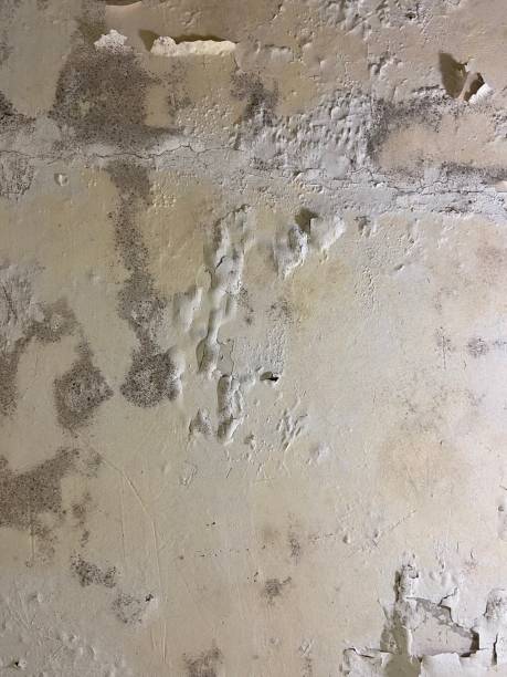 Best Emergency Mold Remediation in Bull Valley, IL