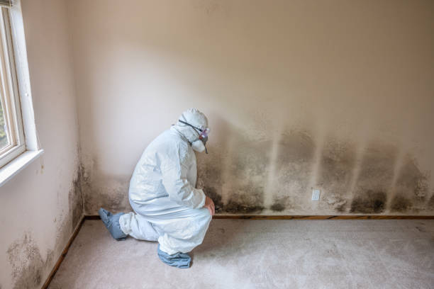 Best Crawl Space Mold Remediation in Bull Valley, IL