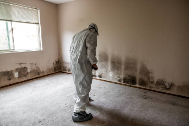 Best Industrial Mold Remediation in Bull Valley, IL