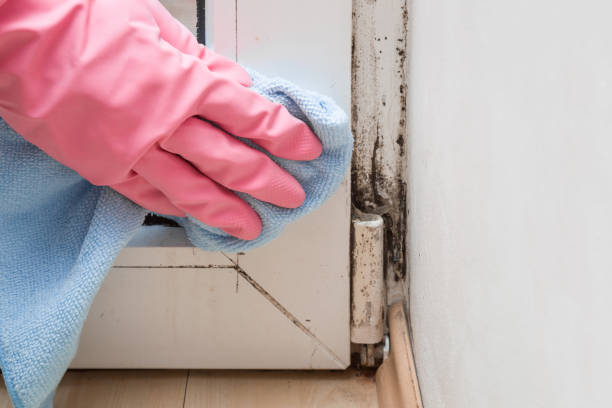 Trusted Bull Valley, IL Mold Remediation Experts